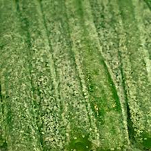Load image into Gallery viewer, Sour Punch Straws "Green Apple"
